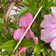 Charger l'image dans la galerie, Kit d'application Premium